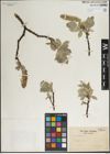 Foto von Salix lanata L.